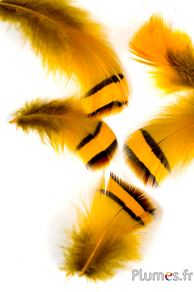 Perdrix - 3-7 cm - jaune